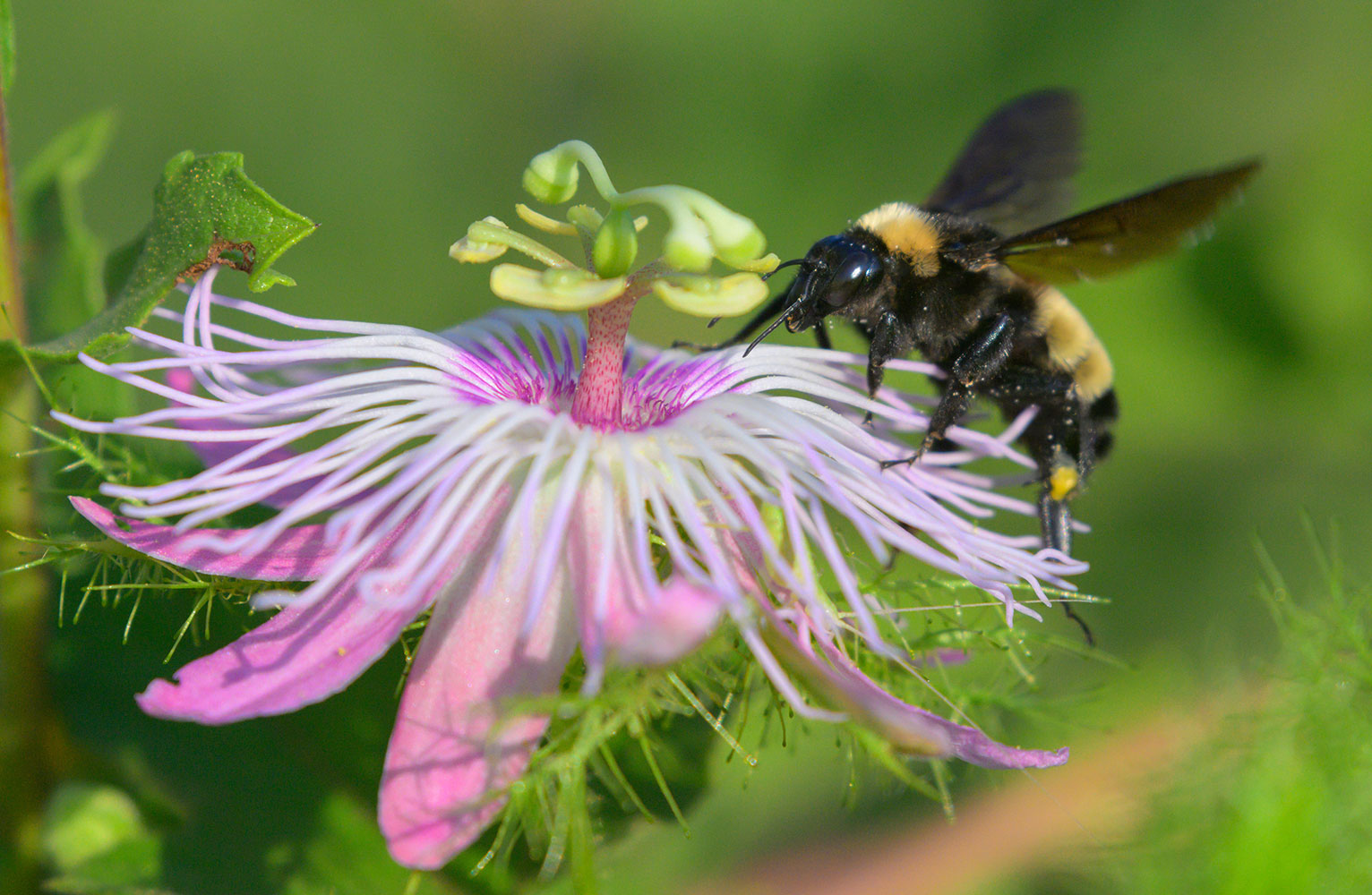 An American bumblebee perches on a passion flower