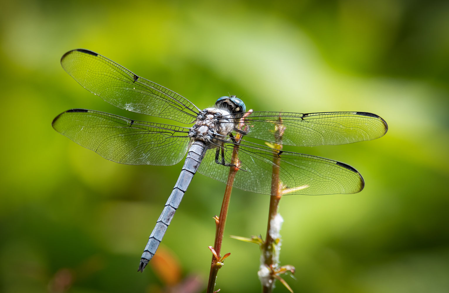 A great blue skimmer dragonfly perches on a twig