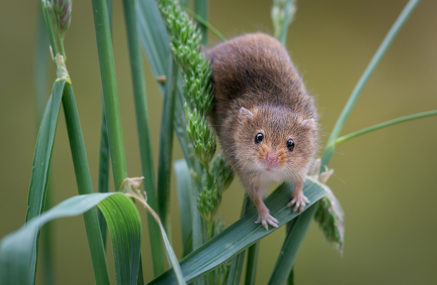 A tiny harvest mouse balances precariously on a blade of grass