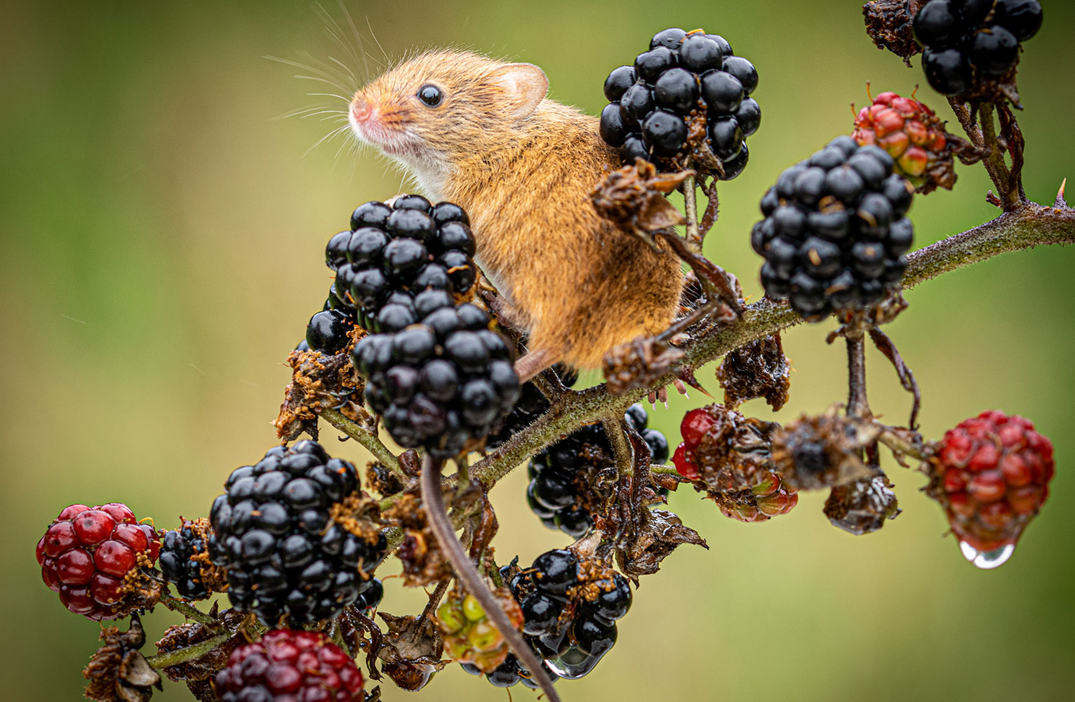 A harvest mouse perches on a branch of blackberries.