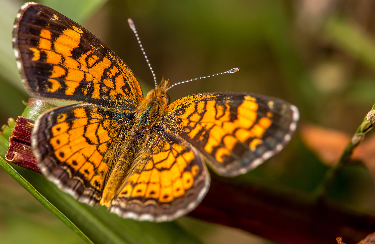 A pearl crescent butterfly alit on blade of grass
