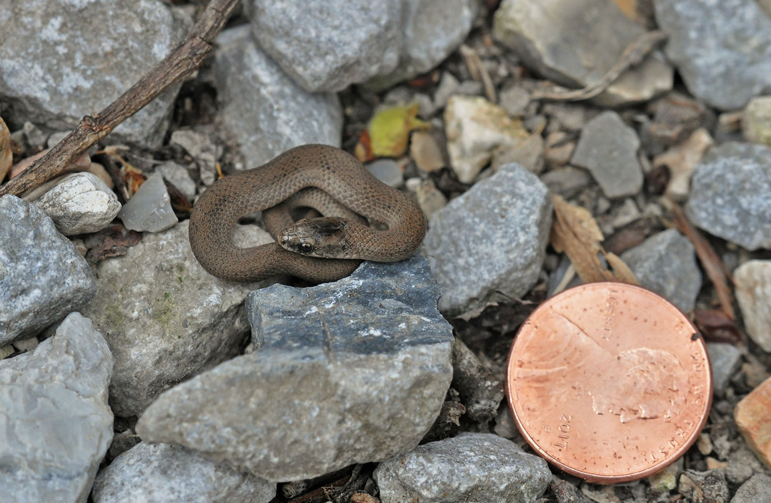 A coiled smooth earth snake sits on a bed of rocks alongside a penny - that is bigger than the snake!