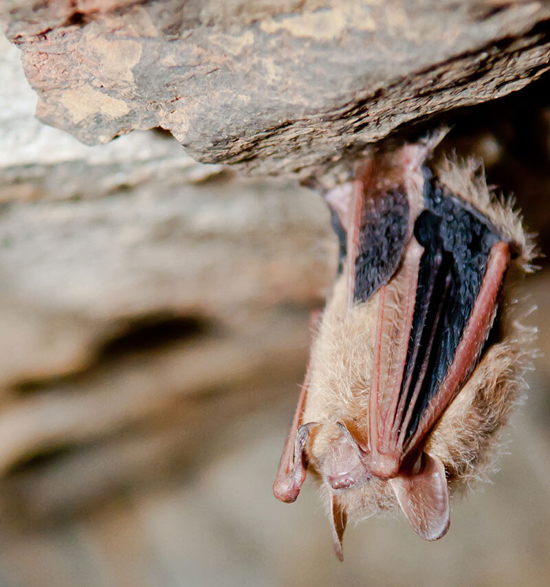 A tri-colored bat hangs upside down from a rock ledge