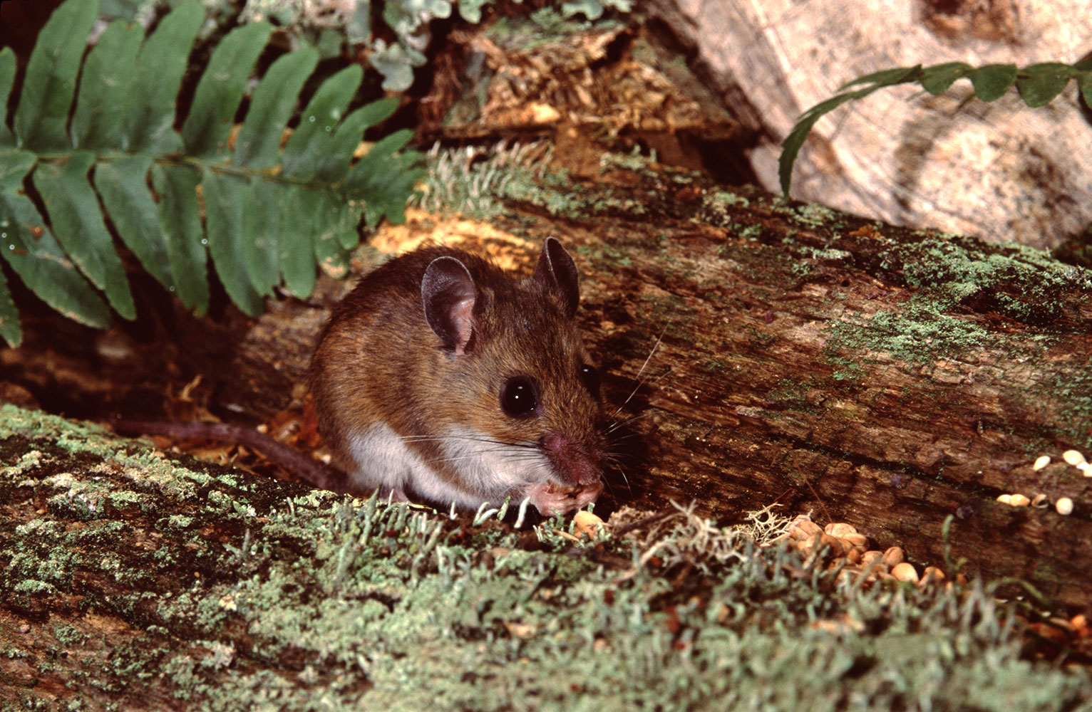 A white-footed mouse huddles under a fern frond on a mossy log