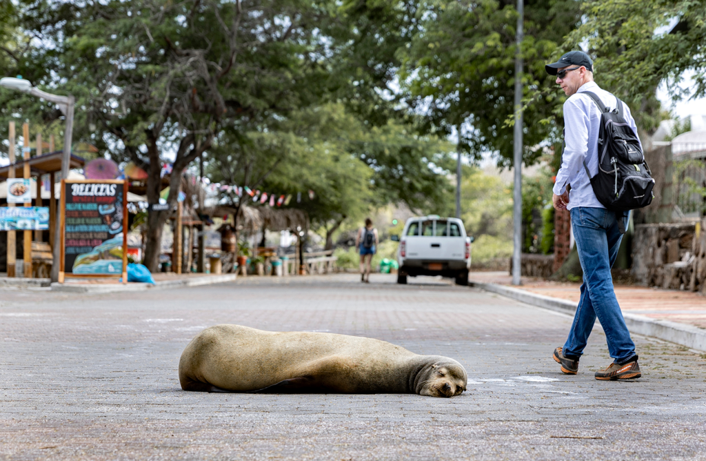A sea lion lies in the street on the island of San Cristobal