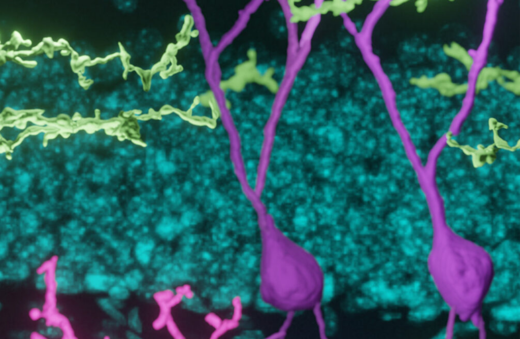 Imaging of neuron cells